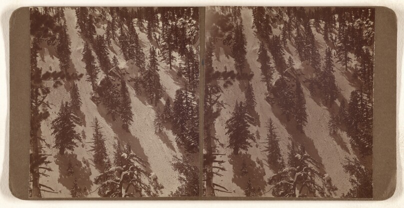 [Mountain side with pine trees]