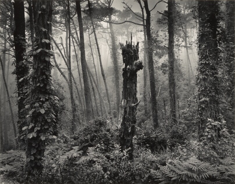 Del Monte Forest