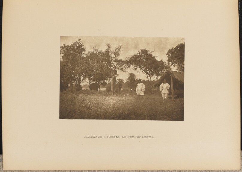 Elephant Hunters at Polonnaruwa