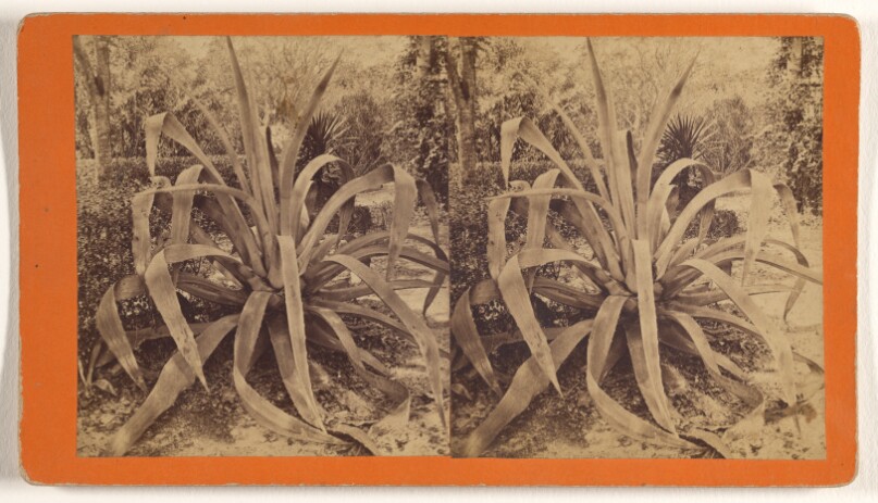 [Century Plant.]