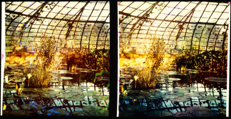 [Lily pond in an arboretum]