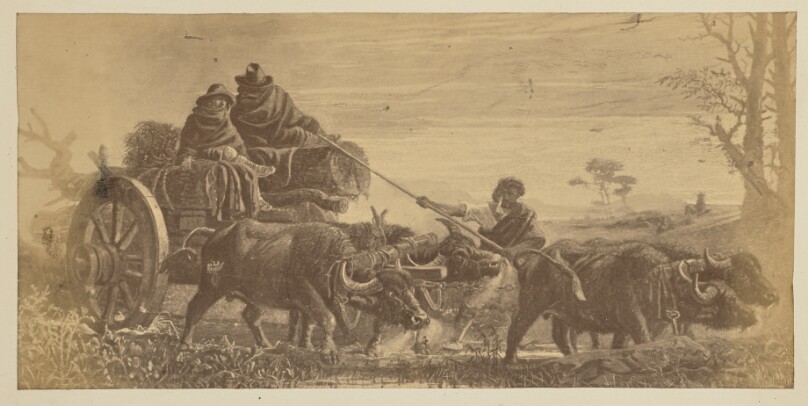 [Buffalo pulling a cart]