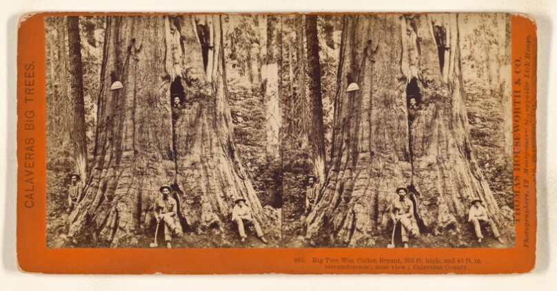 Big Tree Wm. Cullen Bryant, 305 ft. high, 45 ft. in circumference; near view; Calaveras County.