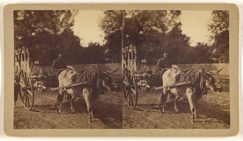 [Ox cart]
