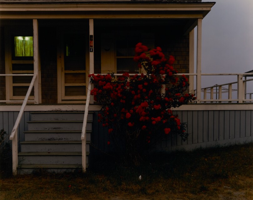 Roses, Provincetown