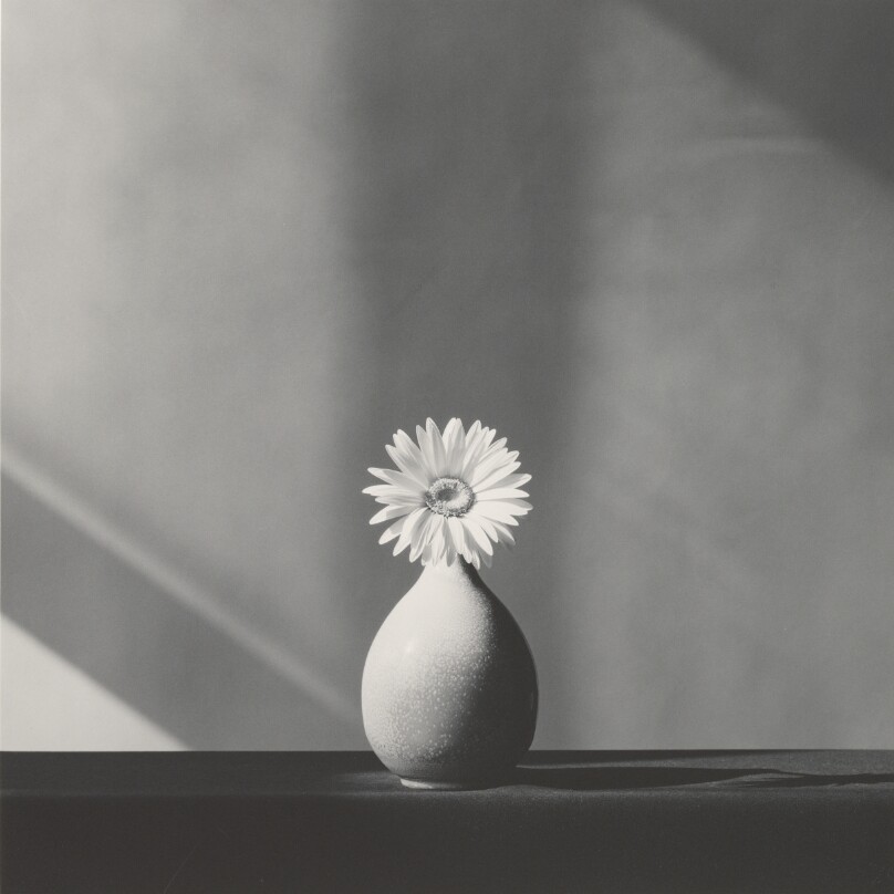 African Daisy
