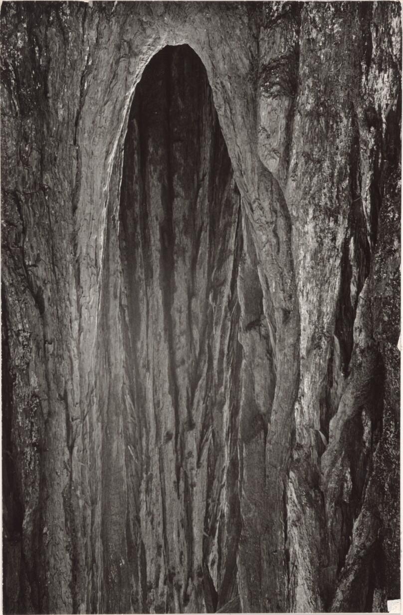 Hollowed Tree Trunk Section