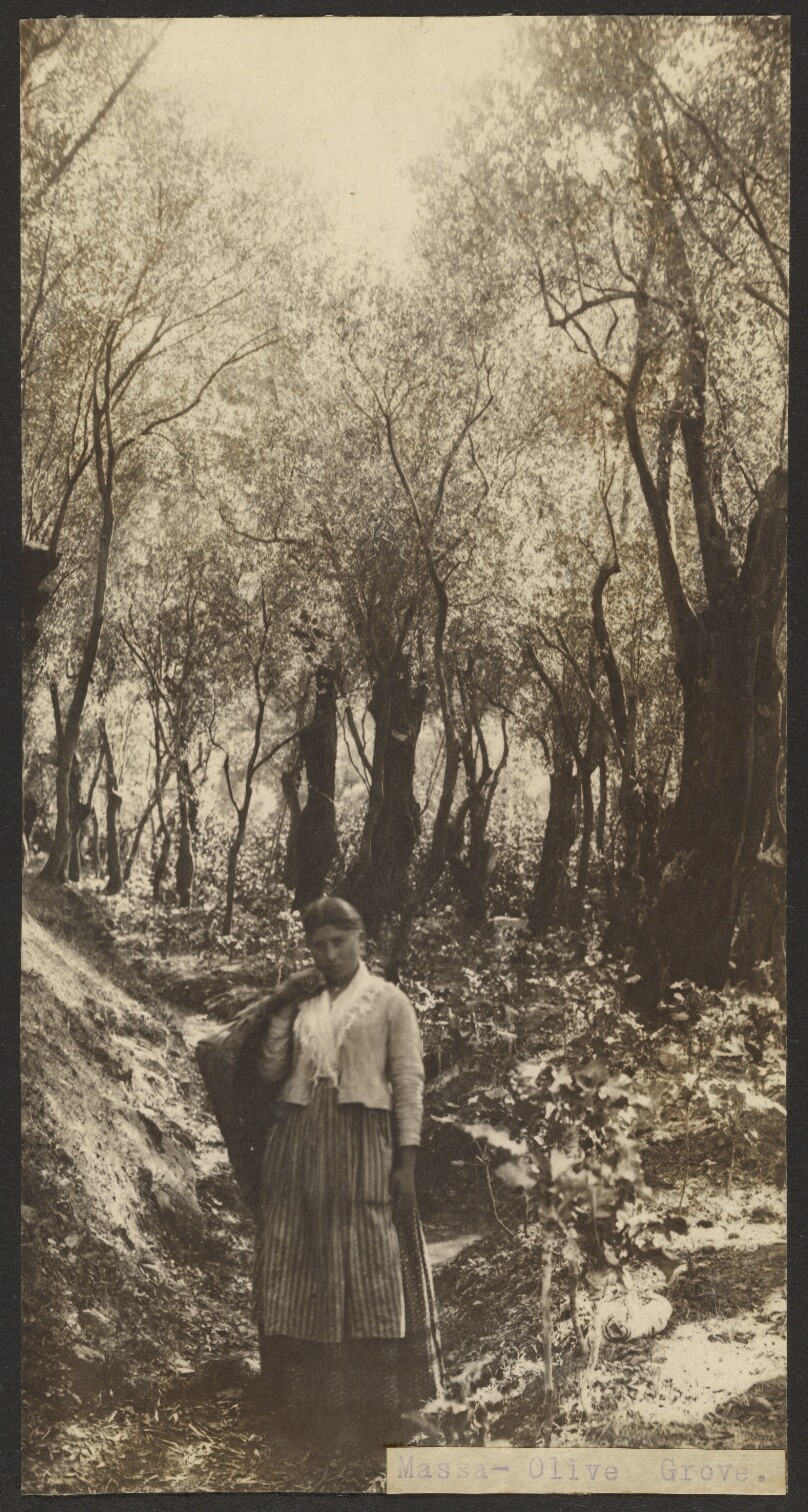 Massa - Olive Grove