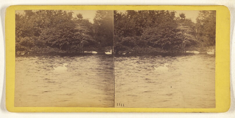 A Visit to the "Central Park" in the Summer of 1863. Swans on the Lake.