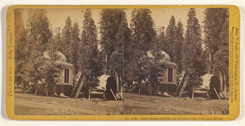 Stump House and But-end [sic] of Original Big Tree, diam. 25 feet.