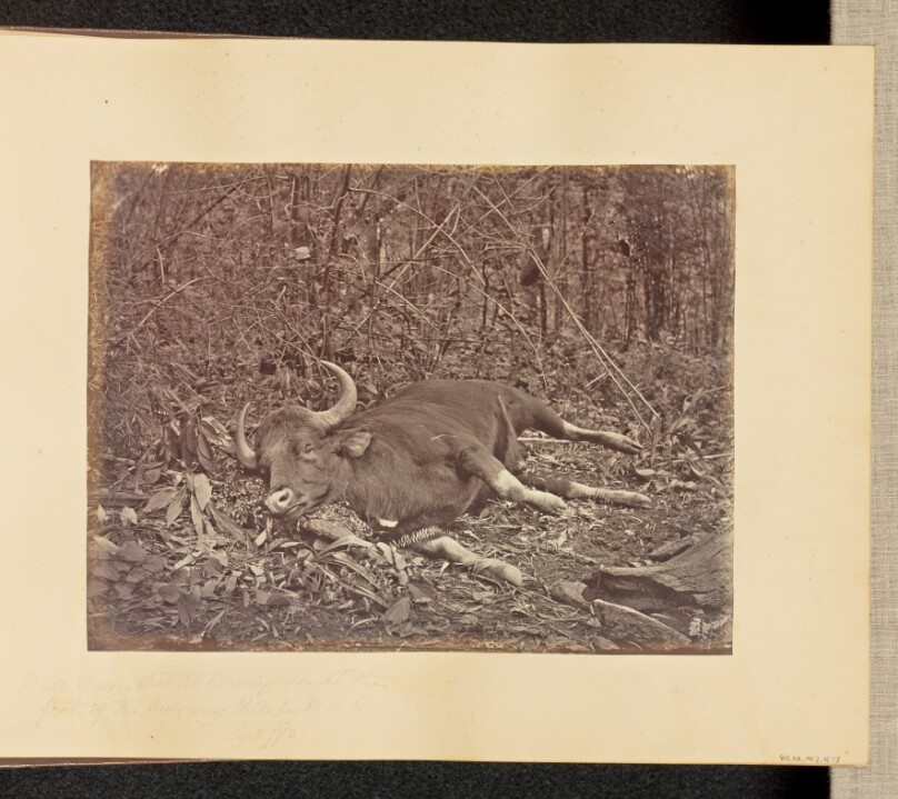 Bull Bison Shot at Bandypoor at the Foot of the Nielgherry Hills, by W.W.H.