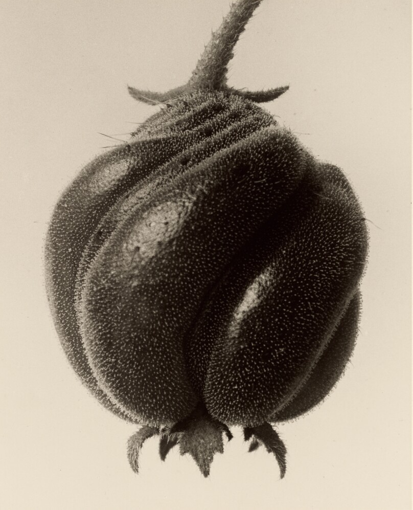 Blumenbachia hieronymi (Loasaceae)