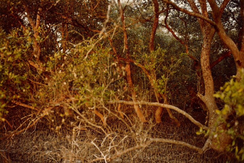 [Tree Branches and Undergrowth]