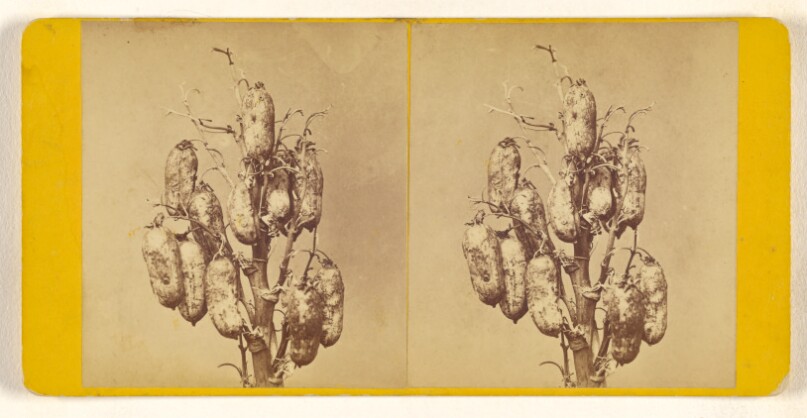 [Unidentified desert plant with pods]