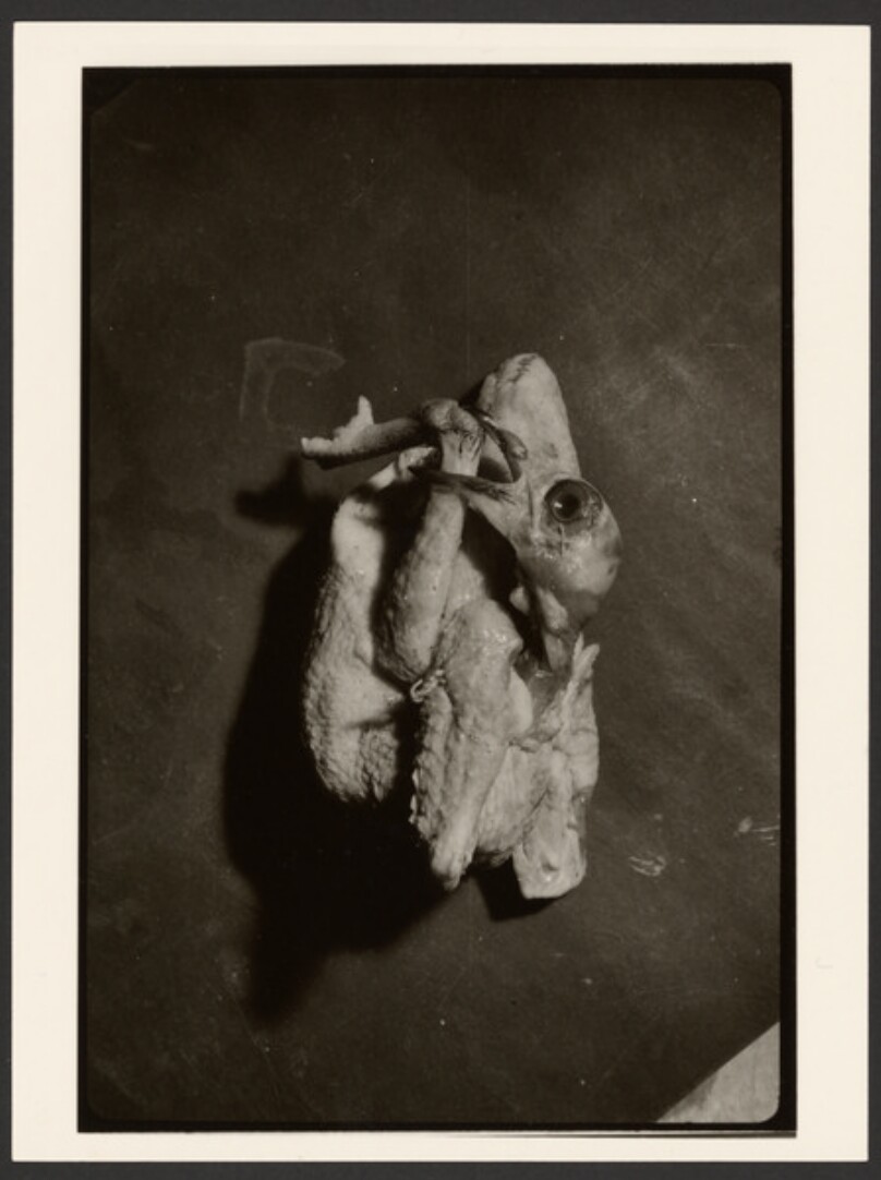 Untitled (Chicken Biting Its Leg)
