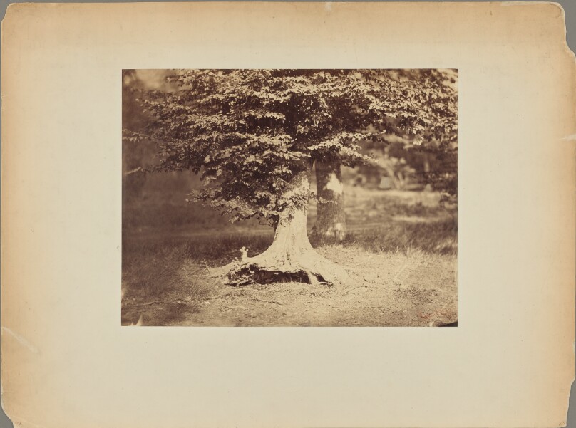 [The Beech Tree]