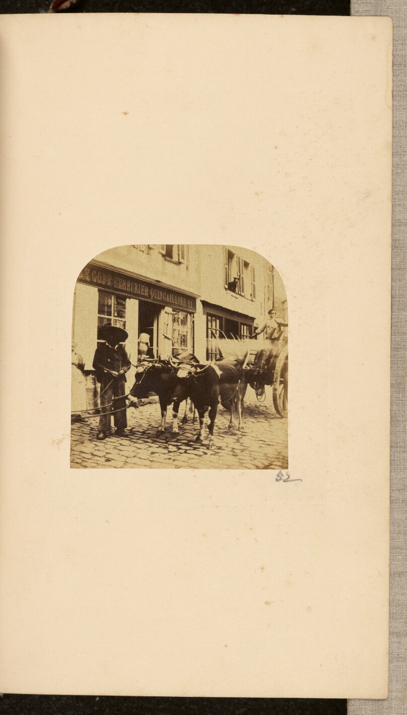 [Boy with cattle]
