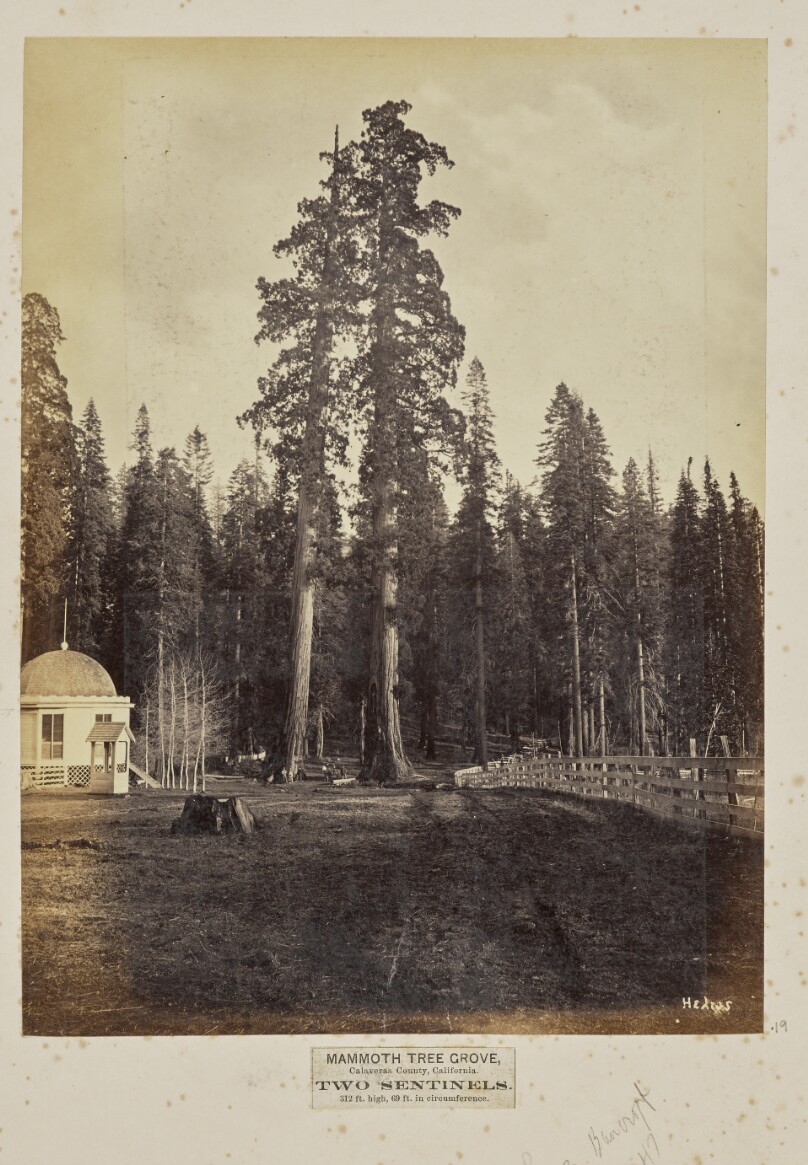 Mammoth Tree Grove, Calaveras County, California. Two Sentinels. 312 Feet High, 69 Feet in Circumference