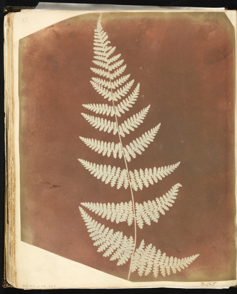 [Buckler Fern]
