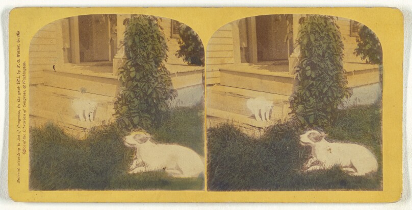 [Cat on porch, dog on grass]