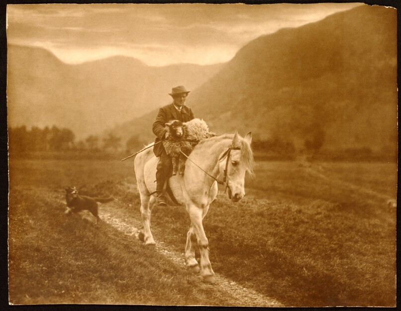 [Man with sheep on horseback]