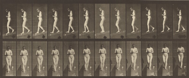 Animal Locomotion