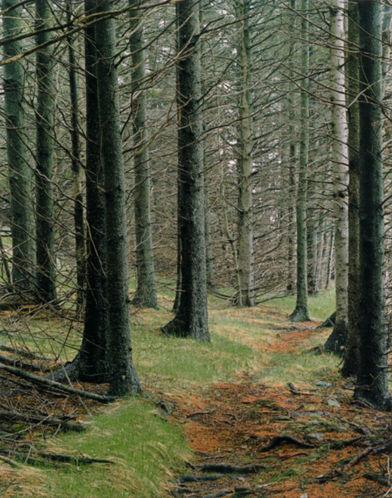 Path in Woods, Great Spruce Head Island, Maine