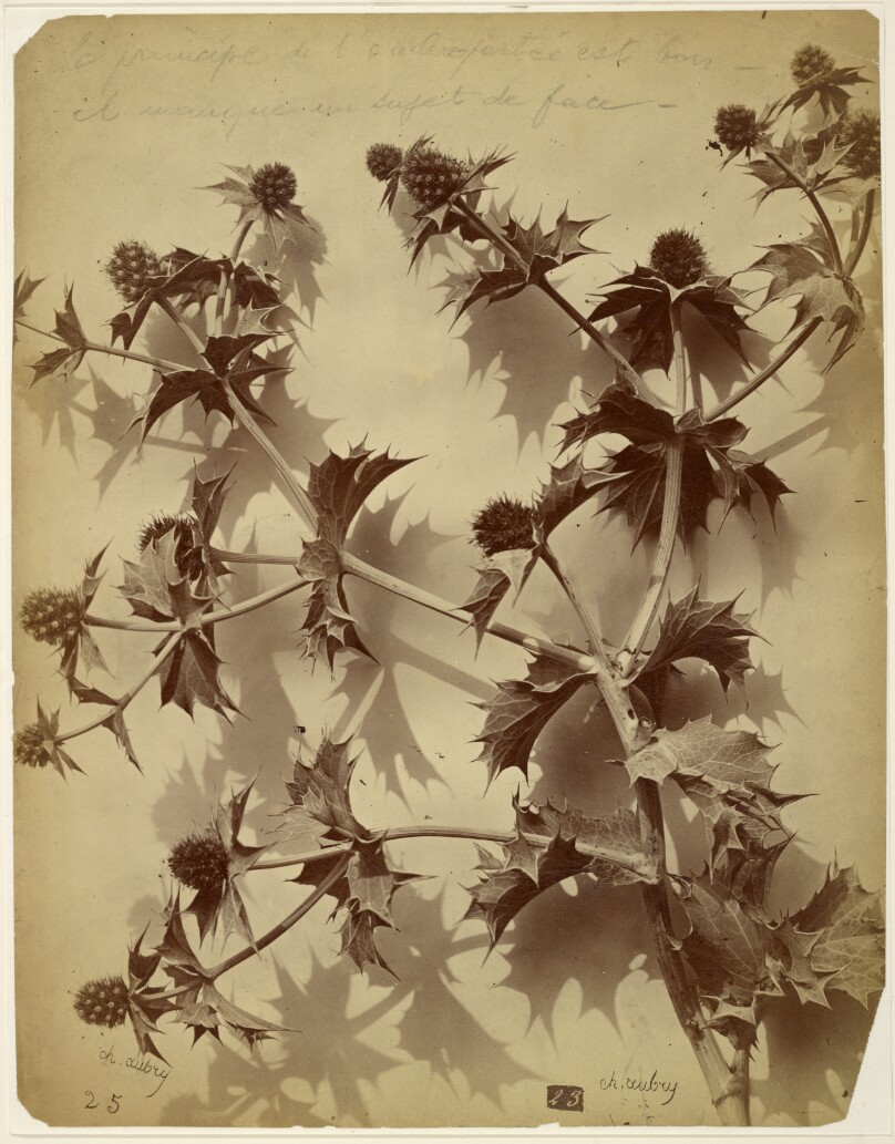 [Thistles]