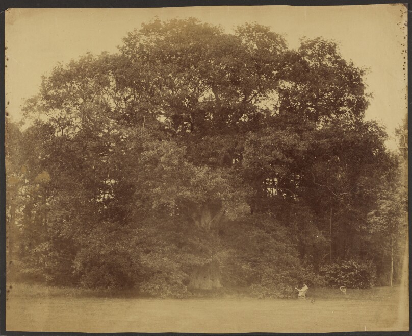 [Large oak tree with man seated in cane chair reading]