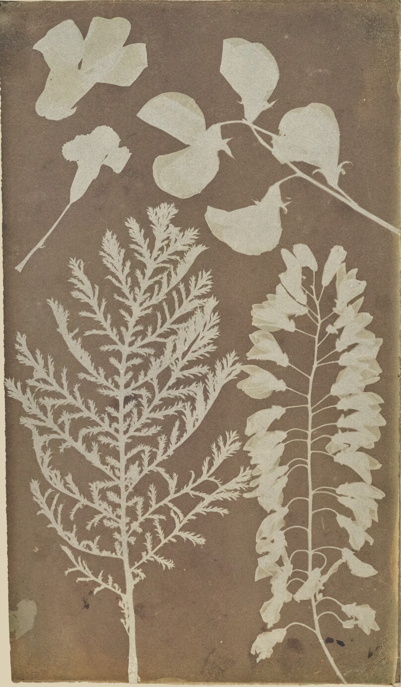 [Arrangement of Plant Specimens]