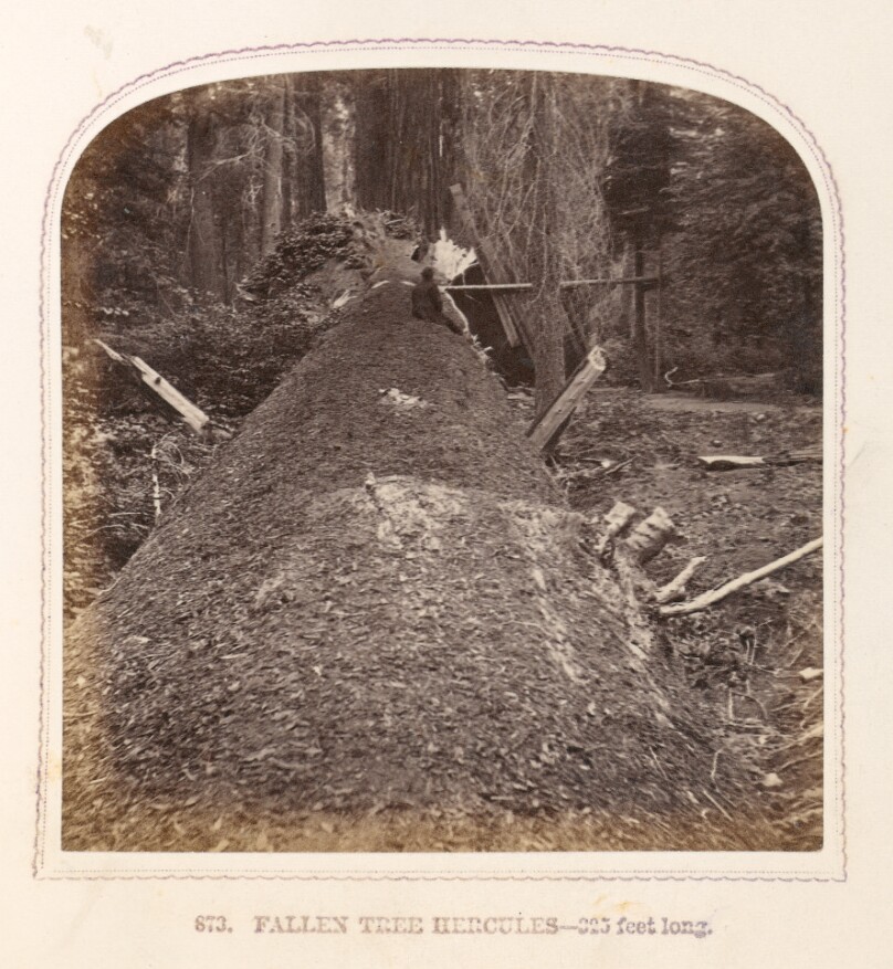 Fallen Tree Hercules