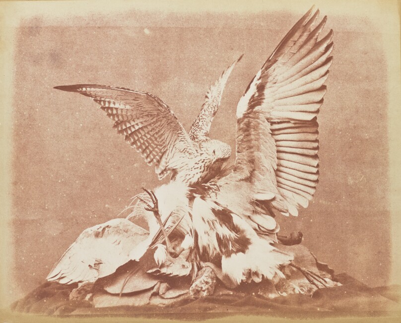[Bird of Prey]