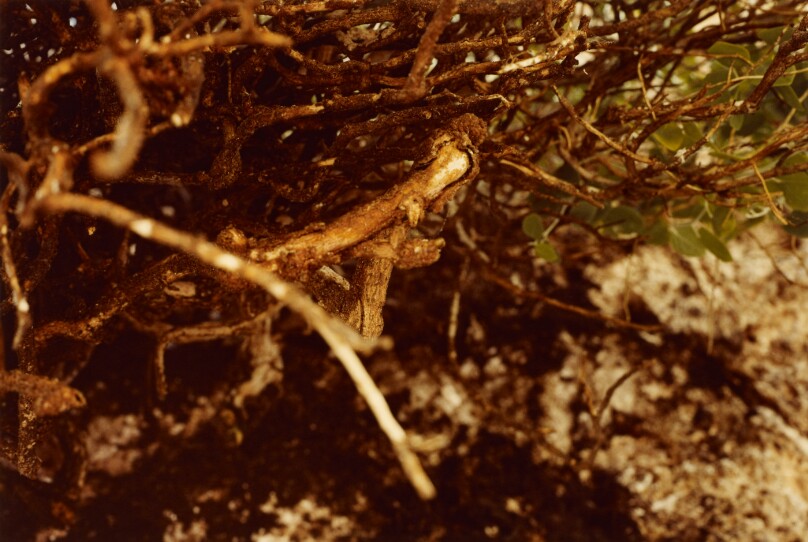 [Branches with Vine]