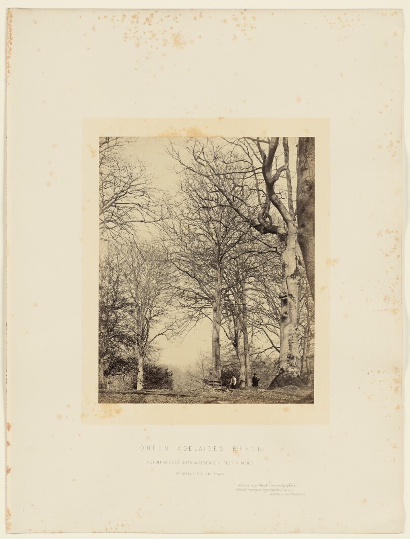 Queen Adelaide's Beech