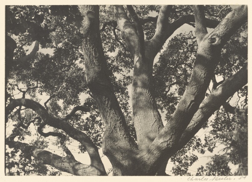[Tree Study]