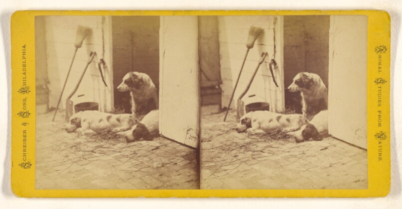 [Three dogs]
