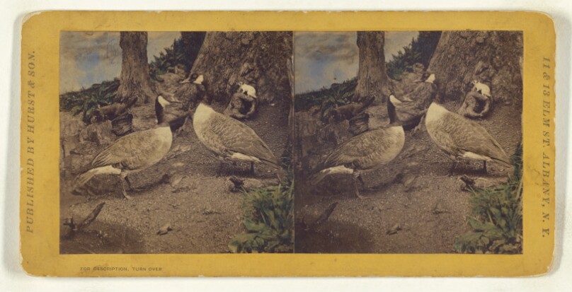 Class II, Order VI, Natatores. Family Anatidae. The Canada Goose...