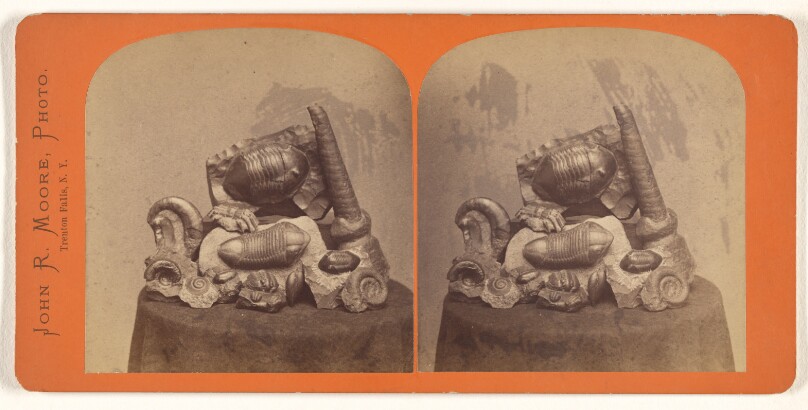 [Cast impression of mollusks, trilobites, etc.]