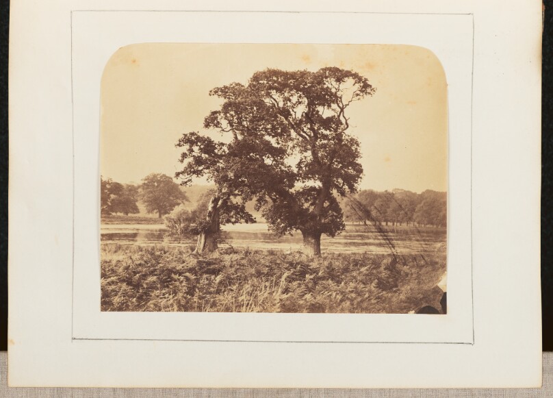 [View of Trees]