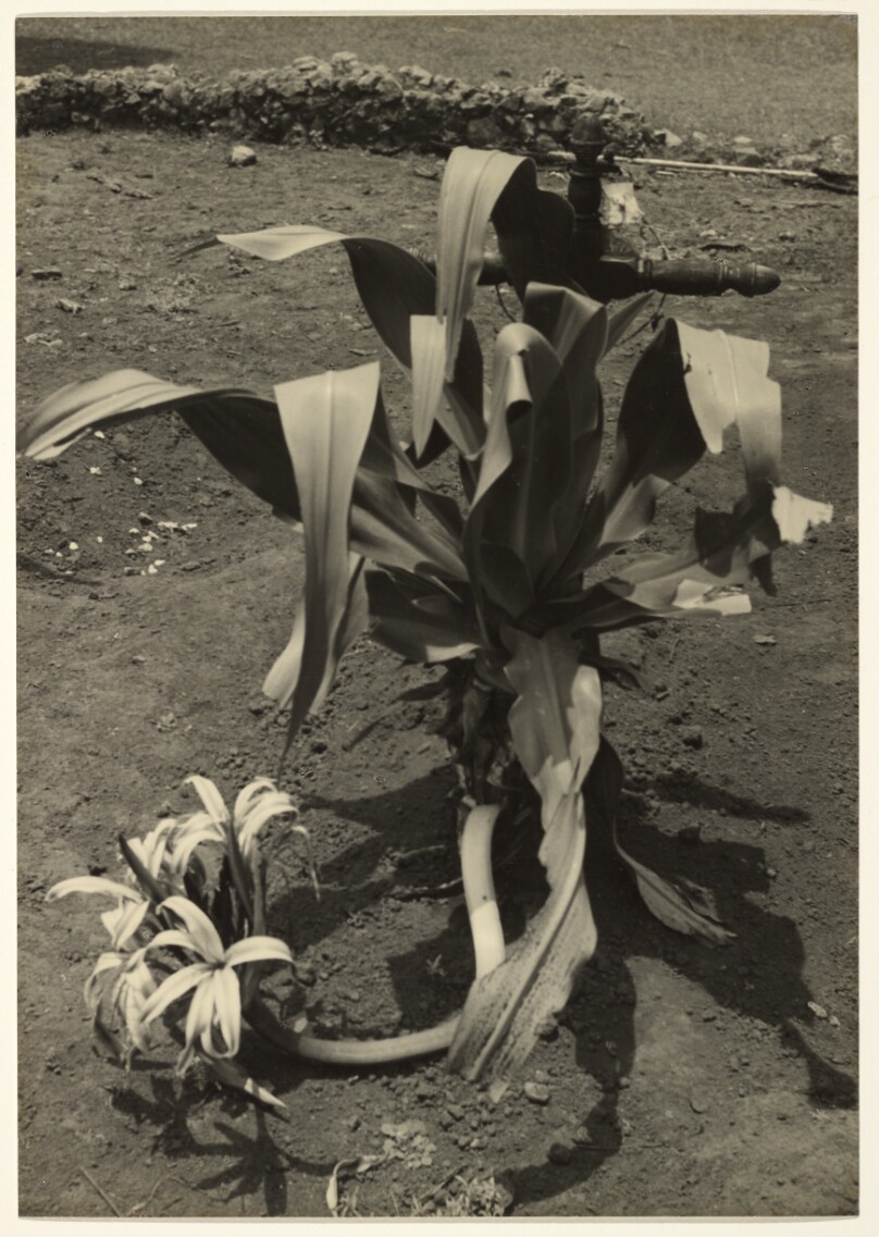 Recent Grave/[Tumba Reciente]