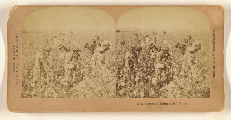 Cotton Picking in Full Blast.