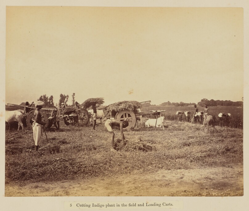 Cutting Indigo plant in the field and Loading Carts