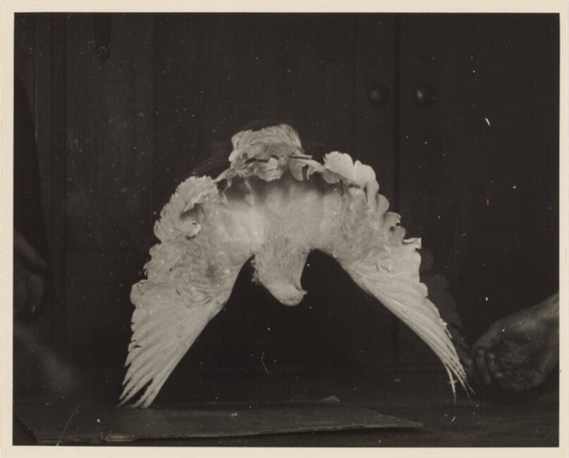 Tumbler Pigeons