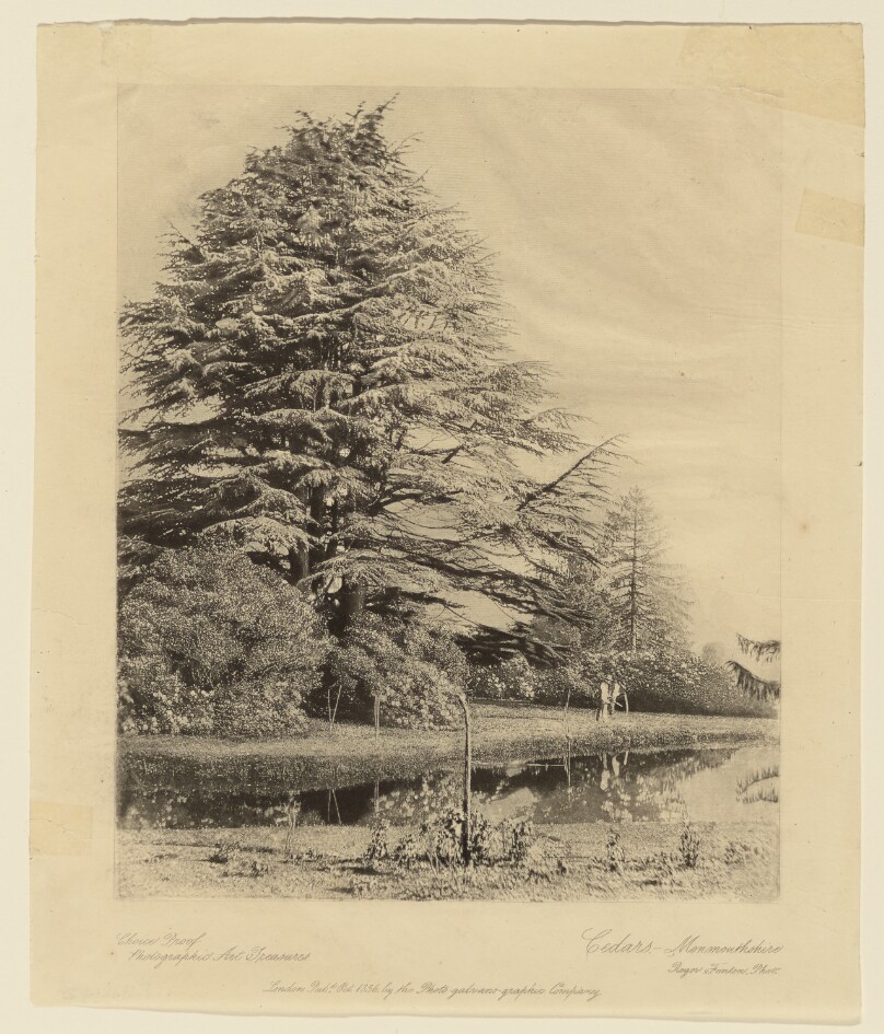 Cedars, Monmouthshire.