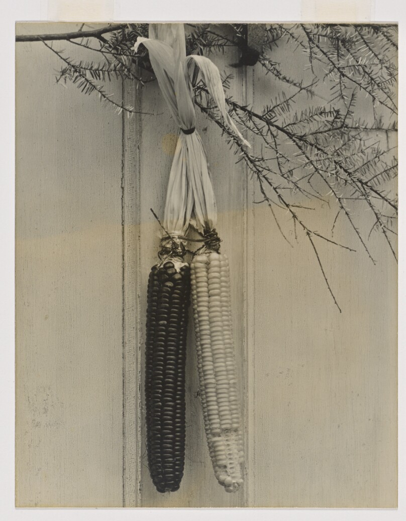 [Corn, near Brattleboro, Vermont]