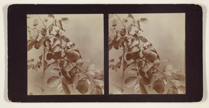 [A Hawfinch]