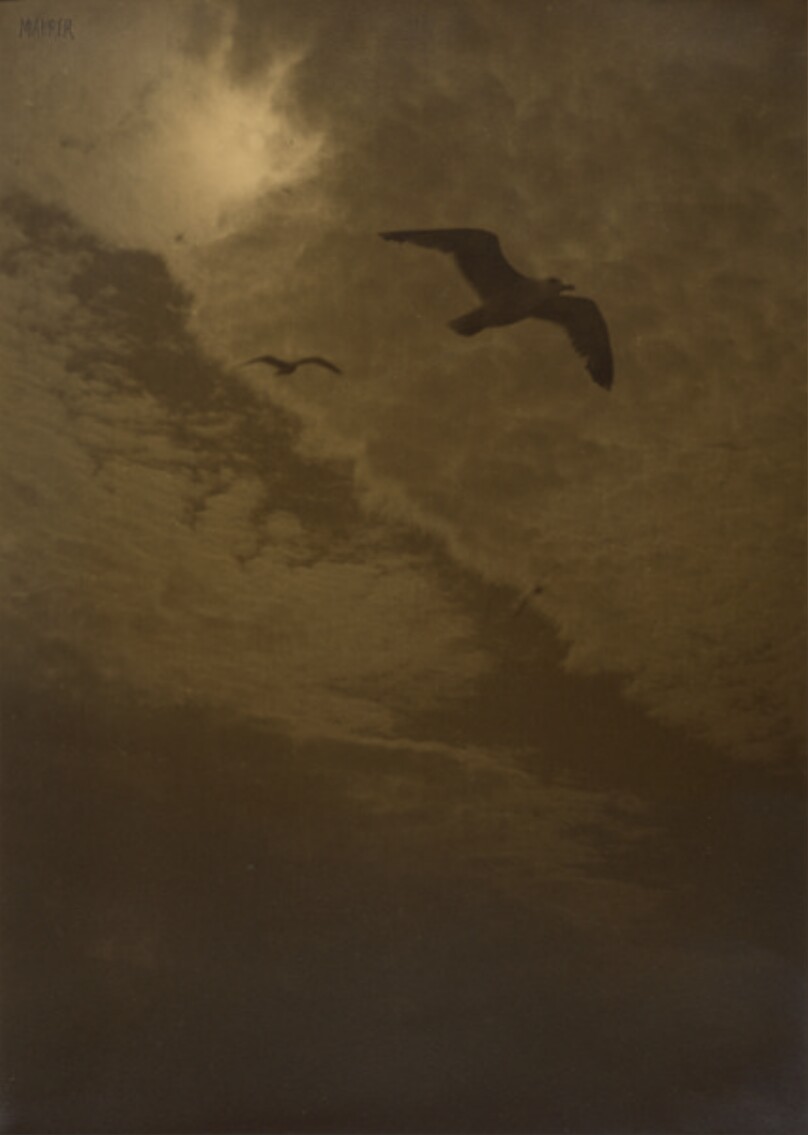 [Flying Gulls]