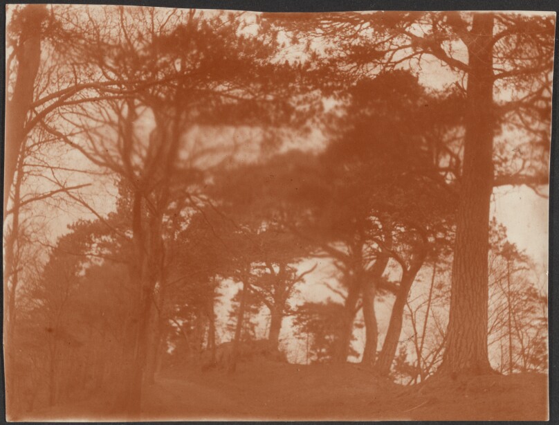 [Landscape with Trees]
