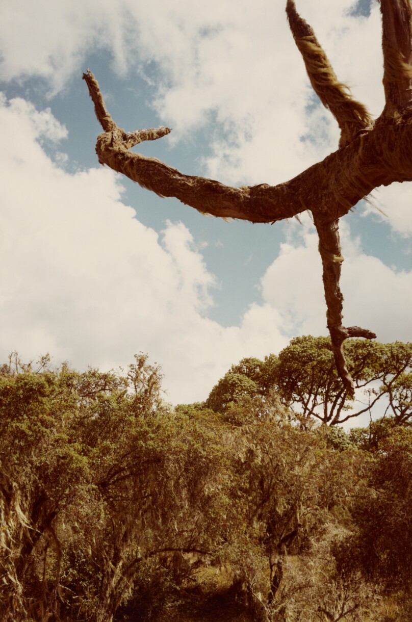 [Branch Against Sky]