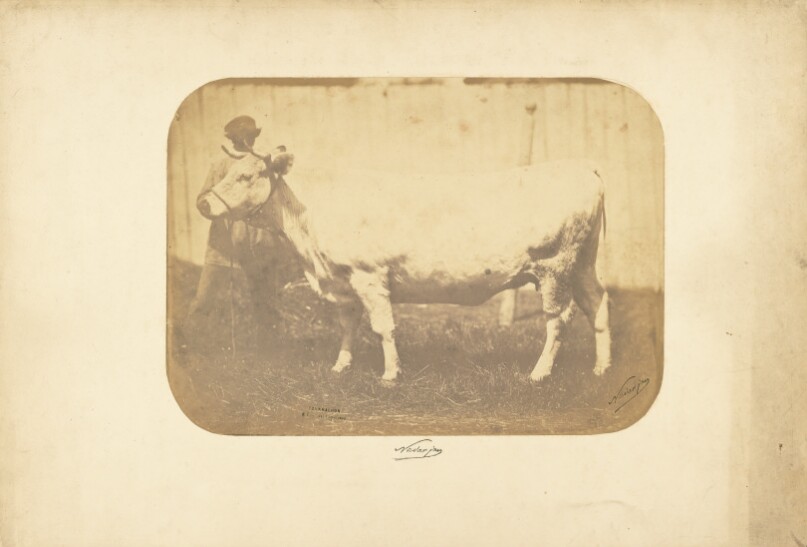 [Study for "Les Races Bovines"]